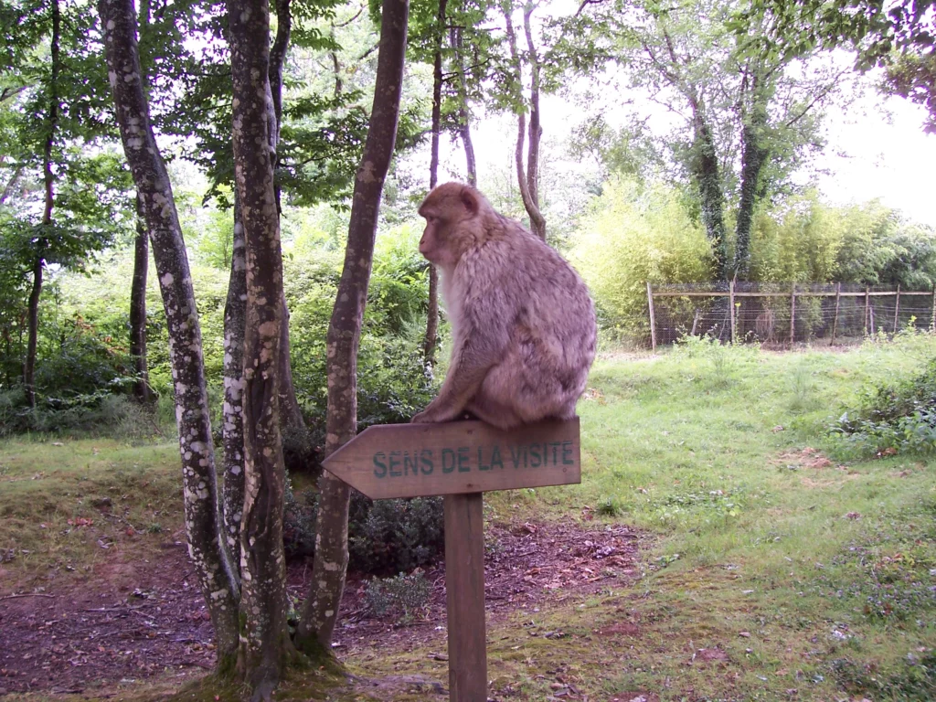 singe assis sur un panneau sens de la visite, image pour comprendre de quelle manière le feng shui peut influencer notre vie